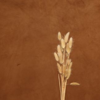Leren fotoachtergrond L | Toffee
