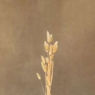 Leren fotoachtergrond XL | Fawn beige